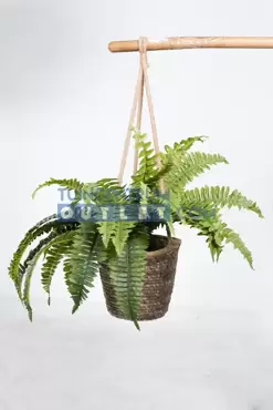 nephrolepis i pot hangt, noach, tuincentrumoutlet