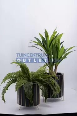 nephrolepis i pot h45cm, noach, tuincentrumoutlet