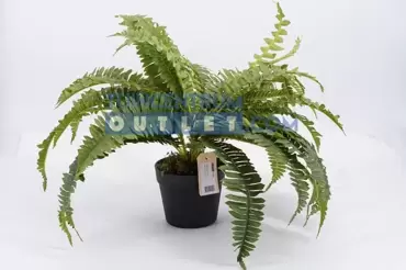 nephrolepis zonder pot, noach, tuincentrumoutlet