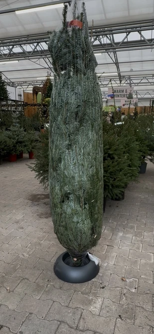 Nordman 200-250cm gezaagd incl standaard - afbeelding 5