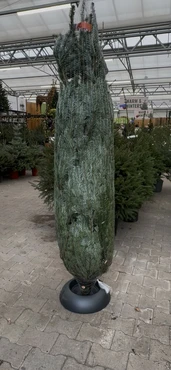 Nordman 250cm gezaagd incl. standaard - afbeelding 5