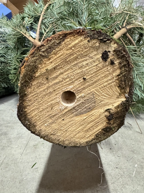 Nordmann 250cm gezaagd - afbeelding 4