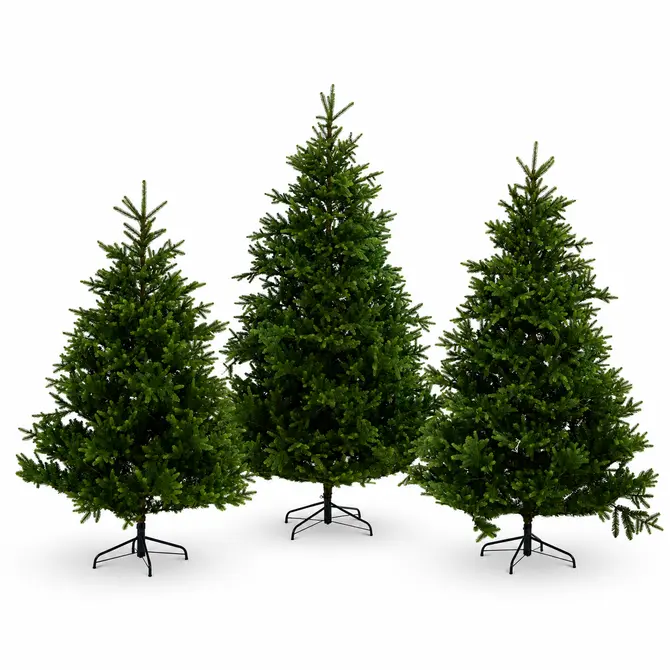 Nordmann boom fir d165h240cm sfeer 3, Everlands, tuincentrumoutelt.com