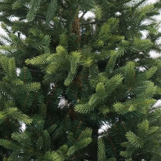 Nordmann boom fir d165h240cm detail 4, Everlands, tuincentrumoutelt.com