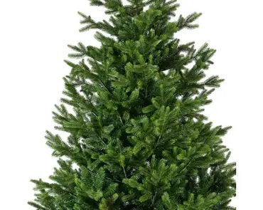 Nordmann boom fir d165h240cm groen detail, Everlands, tuincentrumoutelt.com