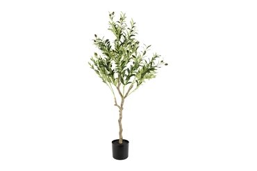 Olea L groen, Tuincentrumoutlet