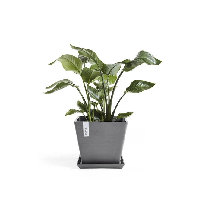 Onderschotel l50b50cm grijs met plant, Ecopots, tuincentrumoutlet.com