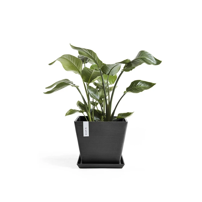 Onderschotel rotterdam d.grs l50b50 met plant, Ecopots, tuincentrumoutlet.com
