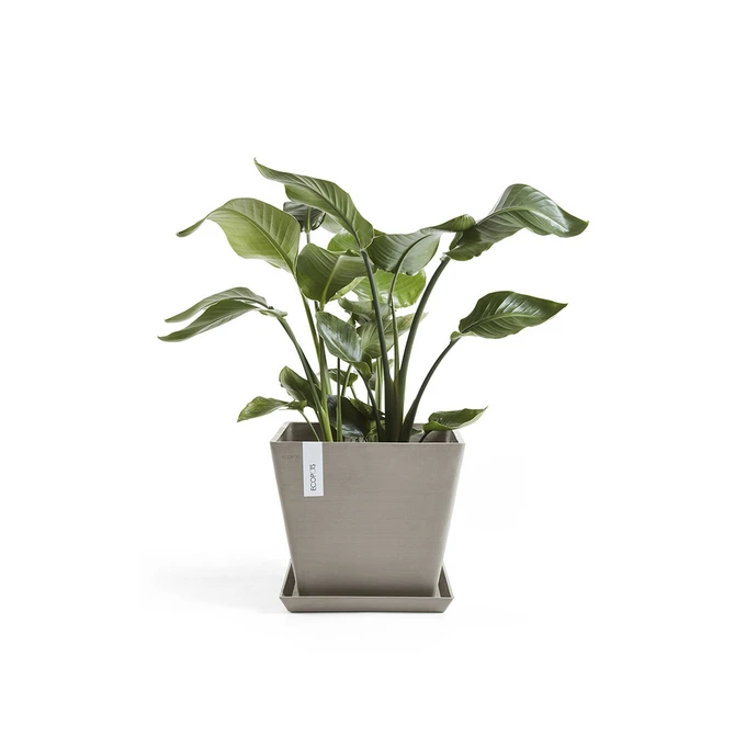 Onderschotel taupe l50b50cm met plant, Ecopots, tuincentrumoutlet.com
