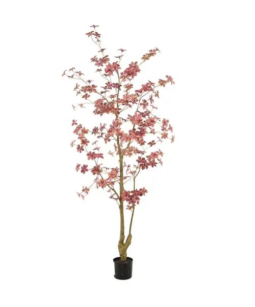 Oost-ind.waterkers in pot l75cm bordeaux, Emerald Eternal Green B.V., tuincentrumoutlet.com