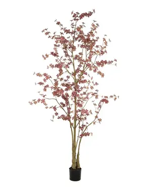 Oost-indische kersplant h270cm brdx, Emerald Eternal Green B.V., tuincentrumoutlet.com