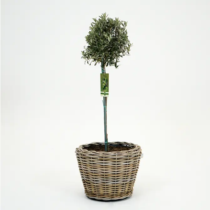 Olijfboom, Mediterraans weekend, tuincentrumoutlet.com