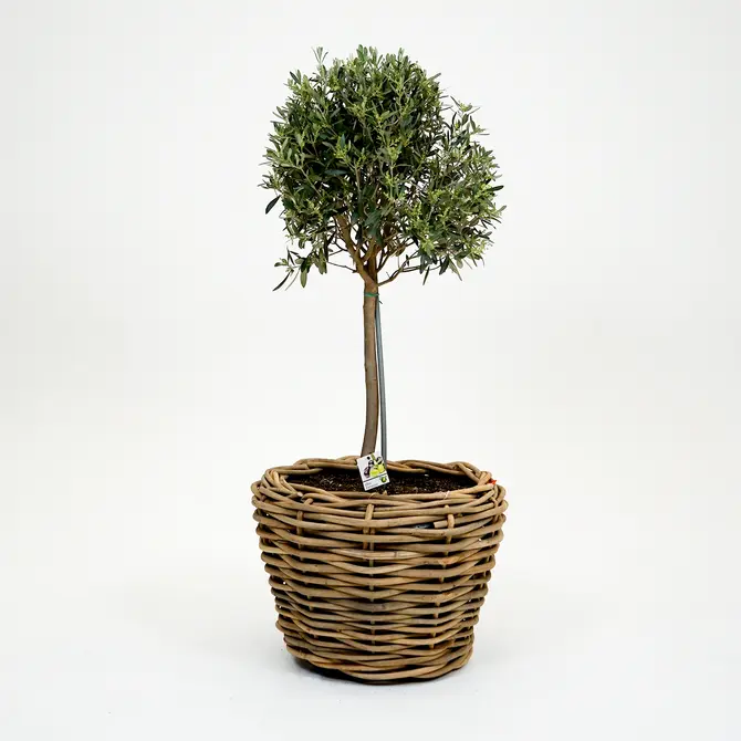 Olijfboom, Mediterraans weekend, tuincentrumoutlet.com