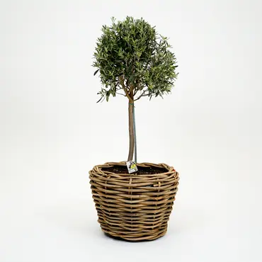 Olijfboom, Mediterraans weekend, tuincentrumoutlet.com