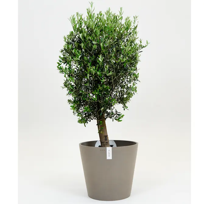Olijfboom, Mediterraans weekend, tuincentrumoutlet.com
