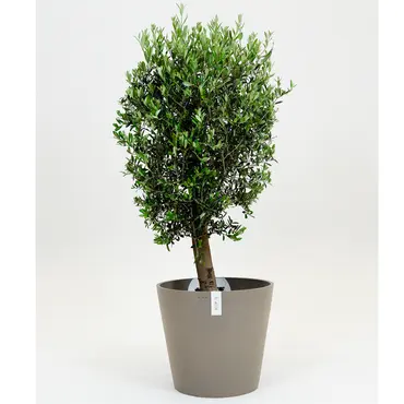 Olijfboom, Mediterraans weekend, tuincentrumoutlet.com