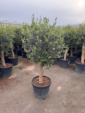 Olijfboom, Mediterraans weekend, tuincentrumoutlet.com