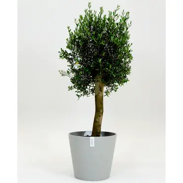 Olijfboom, Mediterraans weekend, tuincentrumoutlet.com