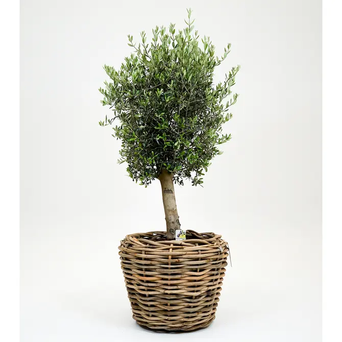 Olijfboom, Mediterraans weekend, tuincentrumoutlet.com