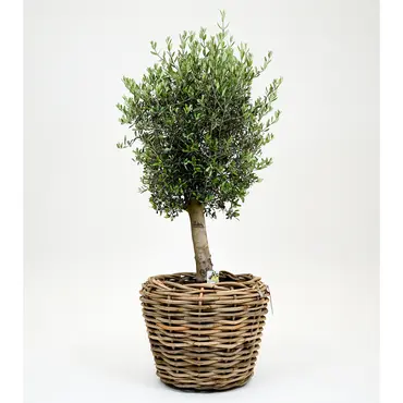 Olijfboom, Mediterraans weekend, tuincentrumoutlet.com