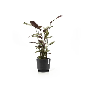Oslo 20 Donkergrijs sfeer met onderschotel, Ecopots, tuincentrumoutlet.com
