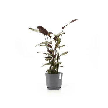 Oslo 20 Grijs sfeer met onderschotel, Ecopots, tuincentrumoutlet.com