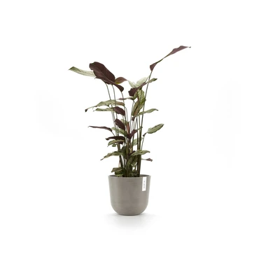 Oslo 20 Taupe sfeer, Ecopots, tuincentrumoutlet.com