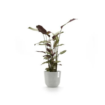 Oslo 20 Witgrijs sfeerbeeld, Ecopots, tuincentrumoutlet.com