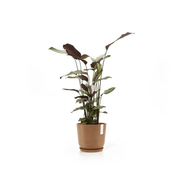 Oslo 25 Terra sfeerfoto, Ecopots, tuincentrumoutlet.com