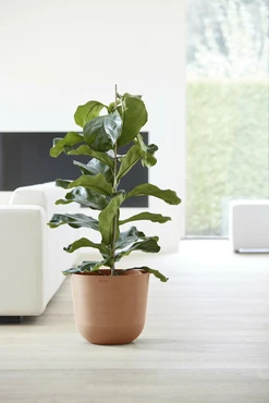 Oslo 35 Terra sfeerfoto, Ecopots, tuincentrumoutlet.com
