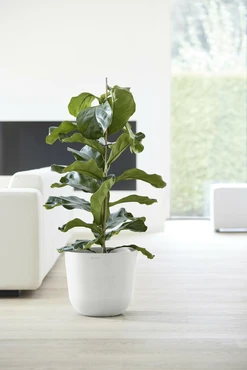 Oslo 35 Wit sfeerfoto, Ecopots, tuincentrumoutlet.com