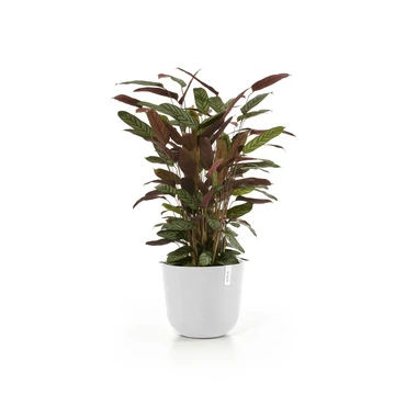 Oslo 35 Wit sfeer, Ecopots, tuincentrumoutlet.com