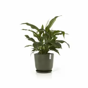 Oslo 45 Kaki sfeer voorbeeld schotel, Ecopots, Tuincentrumoutlet.com