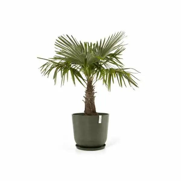 Oslo 55 Kaki sfeer saucer, ECOPOTS, tuincentrumoutlet.com