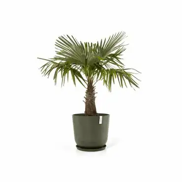 Oslo 55 Kaki sfeer saucer, ECOPOTS, tuincentrumoutlet.com