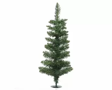 Pencil pine miniboom - 60cm groen