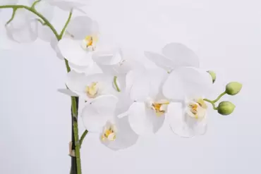 phalaenopsis 2 tak close up 1, noach, tuincentrumoutlet