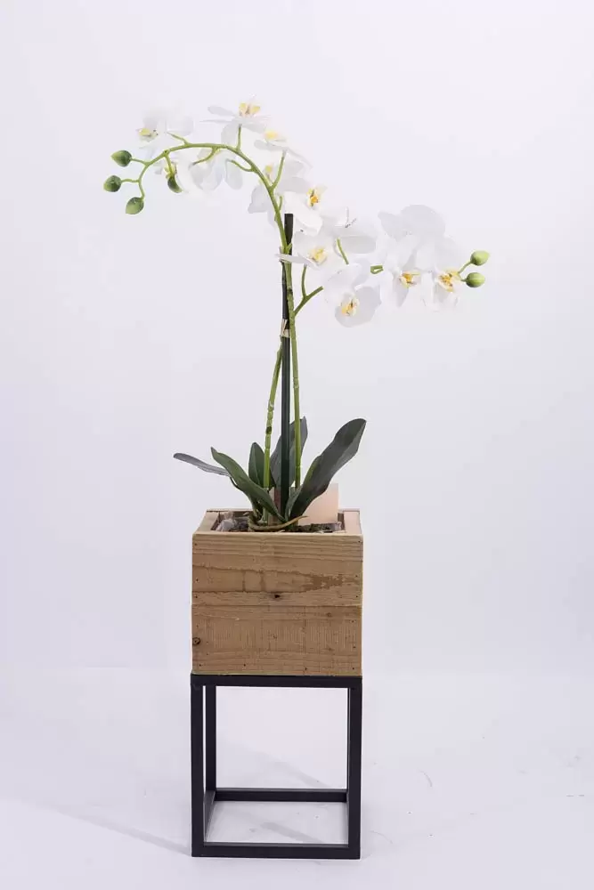 phalaenopsis 2 tak in een bak, noach, tuincentrumoutlet