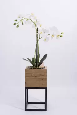 Phalaenopsis 2-tak i/pot h53cm wit
