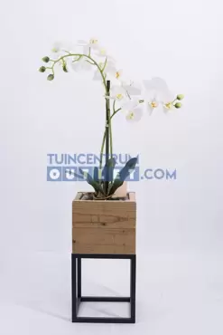 phalaenopsis 2 tak i pot h53cm wit, noach, tuincentrumoutlet