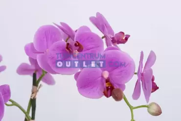 phalaenopsis 2tak i pot , noach, tuincentrumoutlet