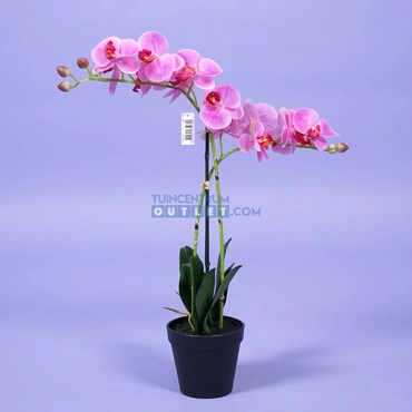 phalaenopsis 2tak i pot in pot 1.1, noach outdoor, tuincentrumoutlet