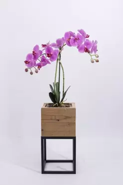 phalaenopsis 2-tak i pot, noach, tuincentrumoutlet