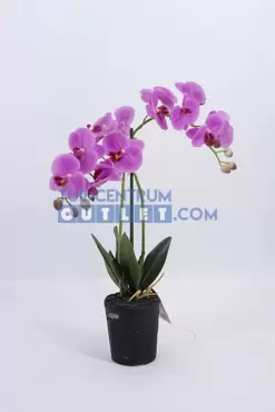 phalaenopsis 2tak i pot in pot, noach, tuincentrumoutlet