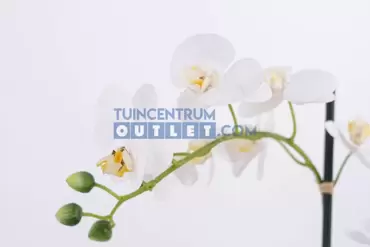 Phalaenopsis 3-tak close up, noach, tuincentrumoutlet