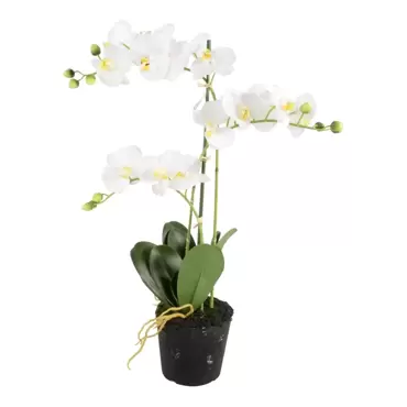 Phalaenopsis 3-tak - 63,5 cm - afbeelding 4