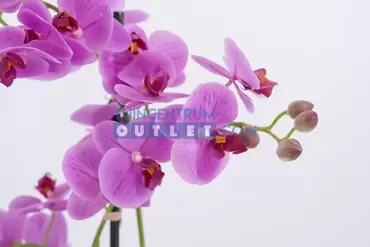 phalaenopsis 3 tak, noach, tuincentrumoutlet