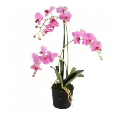 Phalaenopsis 3-tak - 63,5 cm roze - afbeelding 6