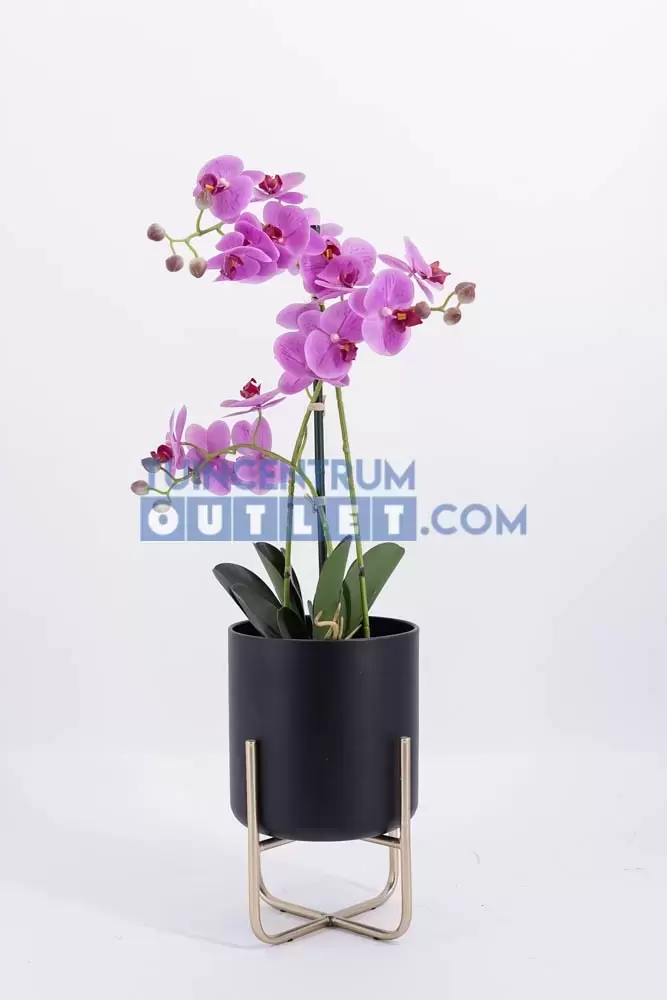 phalaenopsis 3 tak i pot h63 5cm, noach, tuincentrumoutlet