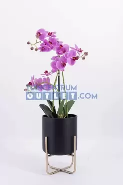 phalaenopsis 3 tak i pot h63 5cm, noach, tuincentrumoutlet